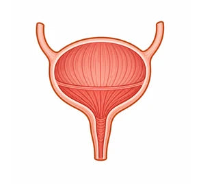 Bladder wall