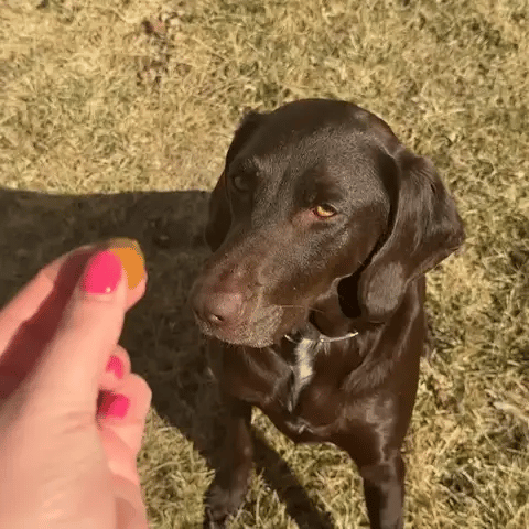 A hand offers a Bio Restore soft chew and the dog takes it straight from her fingers