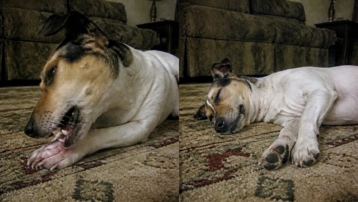 Dog scratching, before and after photo
