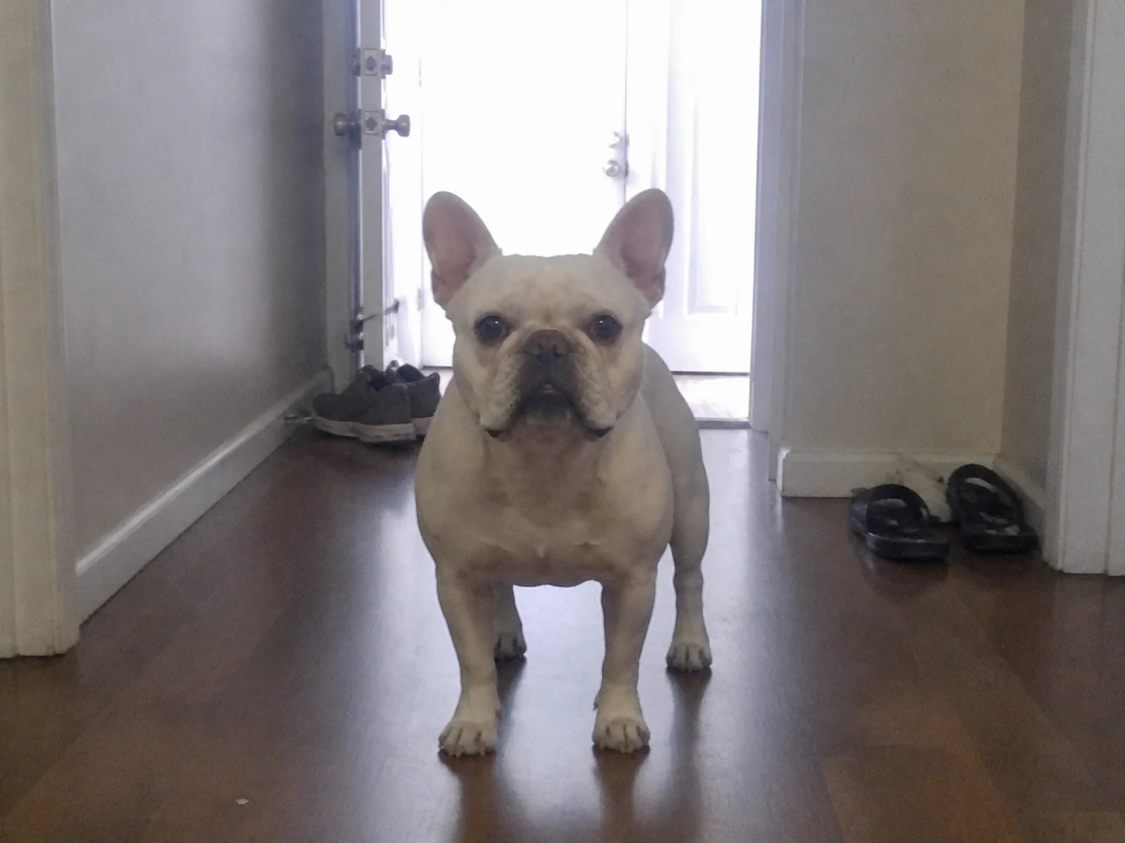 A white French bulldog standing in a hallway, photographed by her owner