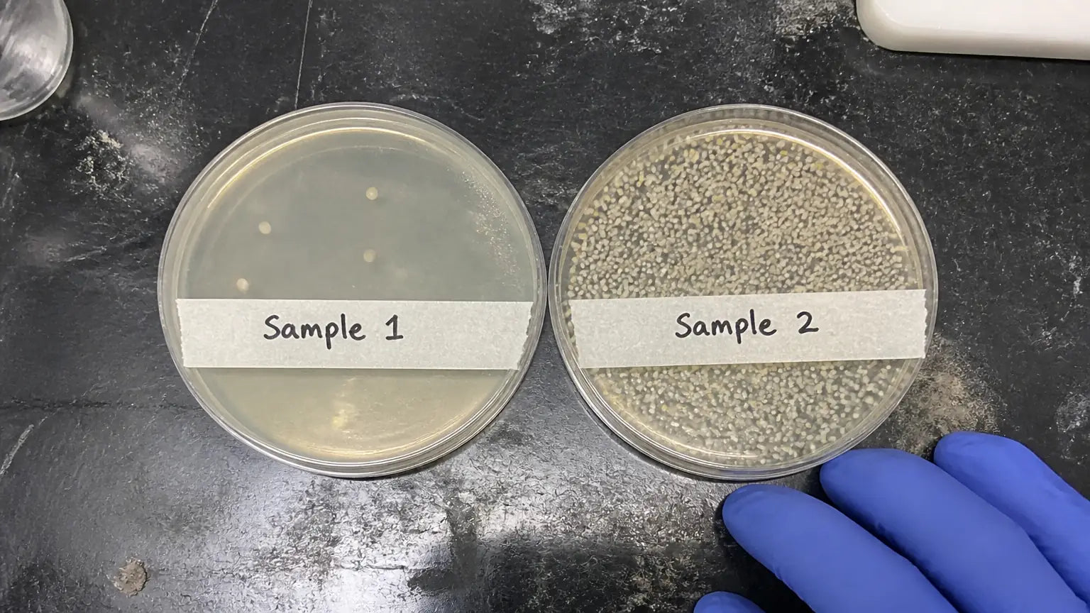 Two culture plates compared side by side on a lab bench