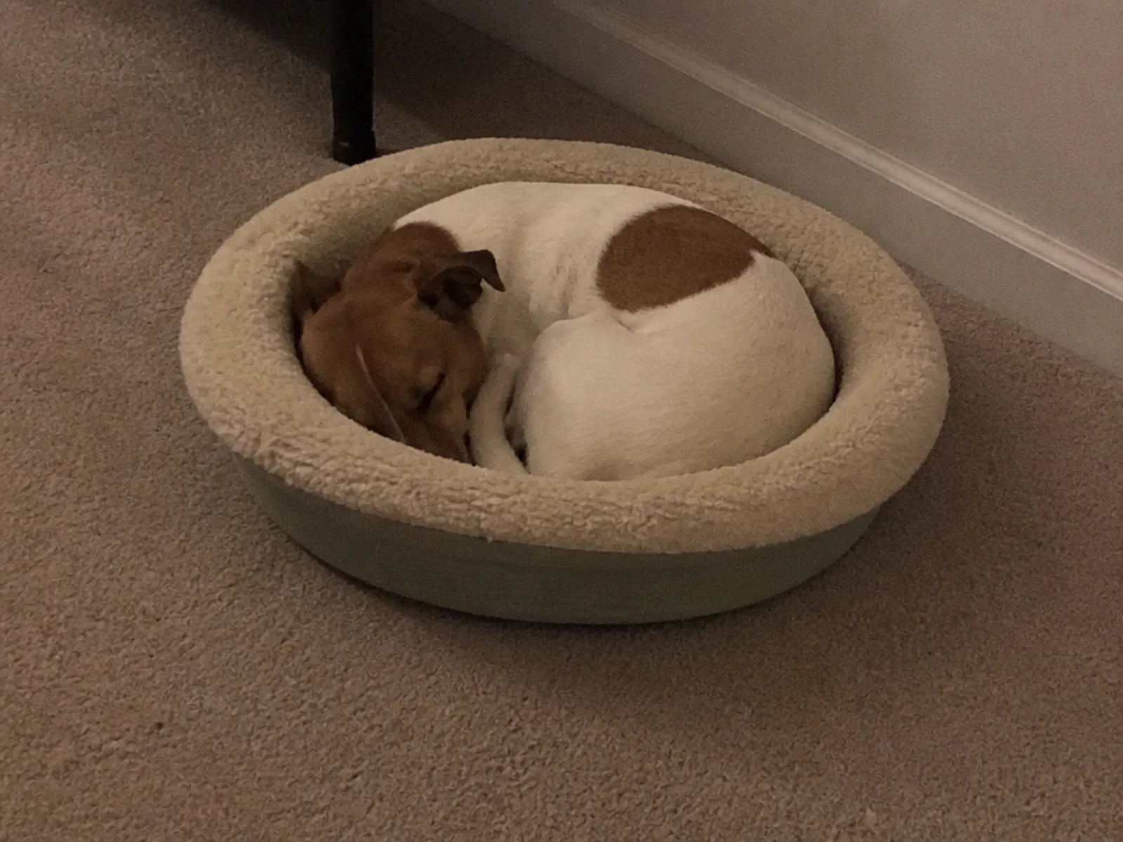 A Jack Russell curled up asleep in his dog bed